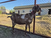 Keçi, Nubian Goat — foto 1