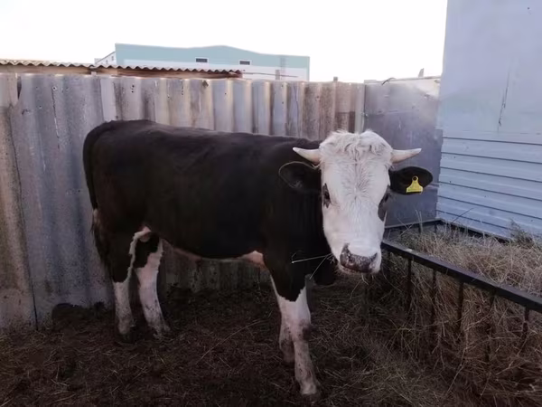 ወንድ በሬ, Kazakh White-headed cow