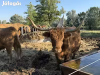 Lembu betina, Highland — foto 2