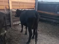 Krava, Russian Black pied cattle — foto 4