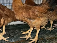 Chickens — акс 1