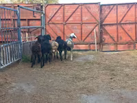 قوچ, Hissar sheep — عکس 3