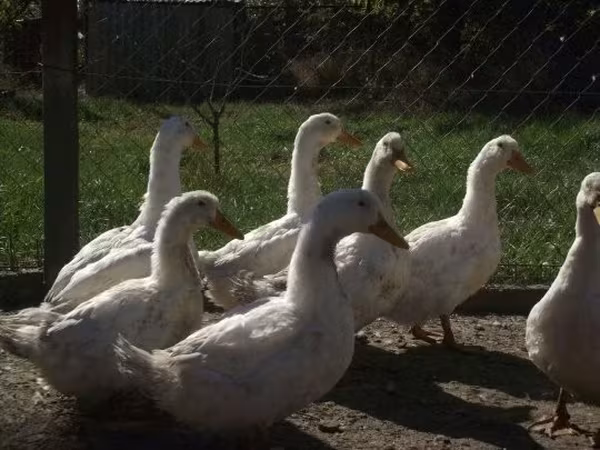 Ducks