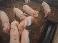 Scrofa, Maiali — foto 1