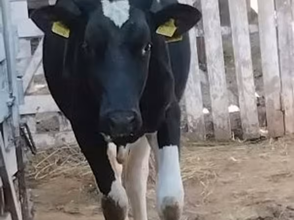 Tyre, Holstein-race