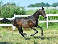 Kůň, Akhal-Teke — foto 3