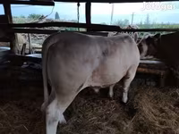Toro, Vaca Limousin — foto 2