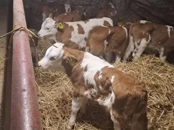 Cattle (batch, sex not specified), Simmental cattle