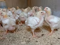 Chickens — foto 1