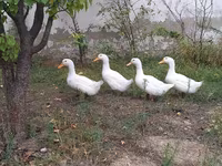 Ducks — عکس 3