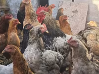 Chickens — foto 1