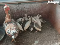 Chickens — Foto 6