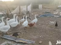 Geese — عکس 3
