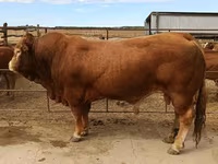 Toro, Mucca limousine — foto 1