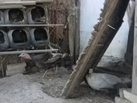 Turkeys — 照片 1