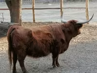 วัวตัวเมีย, Highland — รูปภาพ 3