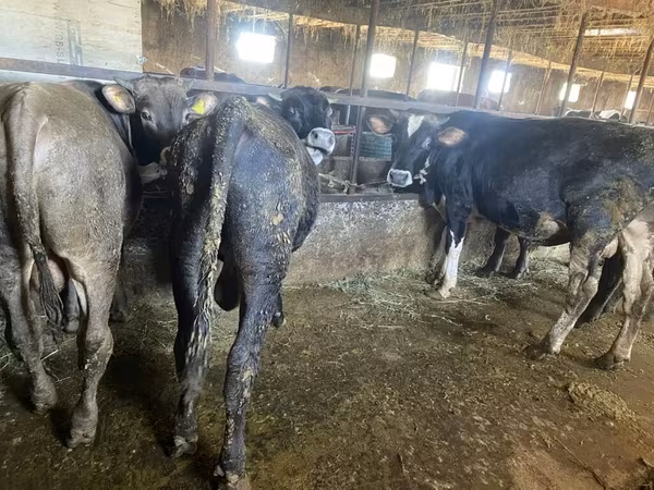 Lembu jantan, Cattle