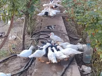 Ducks — รูปภาพ 2