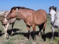 حصان, Mugalzhar horse — الصورة 5