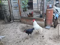 Chickens — عکس 1