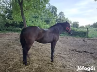 घोड़ी, Hungarian horse breed — फ़ोटो 6