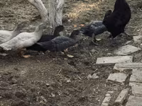 domaća muskovska patka — fotografija 6