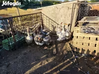 Geese — լուսանկար 4