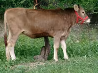 Ng'ombe jike, Swiss cattle — picha 1