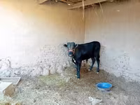 گاو ماده, گاو — عکس 1
