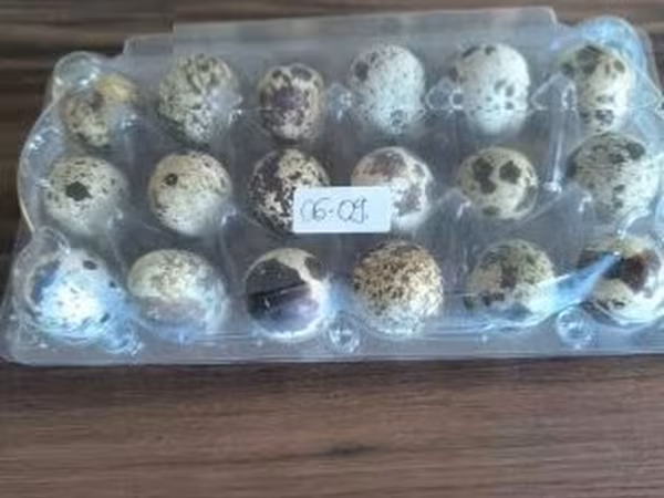 Quails — Hungary
