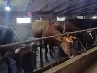 گائے, ہولسٹین نسل — تصویر 4