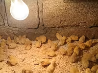 Chickens — รูปภาพ 4