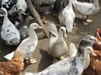 Ducks — عکس 4