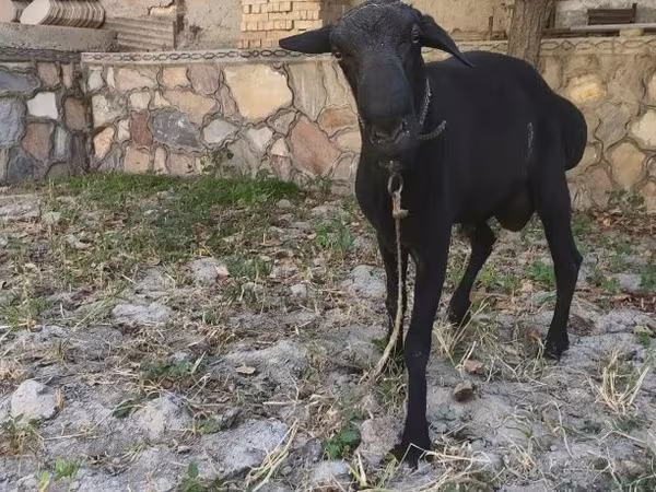 Kambing jantan, Sheep
