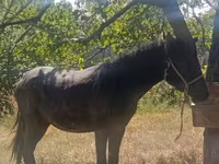Cavalo, French Trotter — foto 3