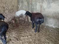 میش, گوسفند — عکس 3