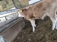 گاو نر, Swiss cattle — عکس 4