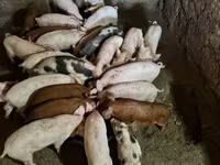 Doofaar lab, Pigs — sawirka 1
