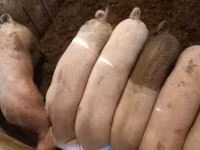 Eber, Schweine — Foto 3