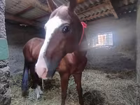اسب نر, Akhal-Teke — عکس 4