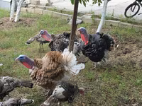 Turkeys — zdjęcie 6