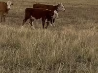 Vacă, Vaca kazahă cu cap alb — foto 5