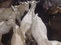 ছাগল, ছাগল — ছবি 2