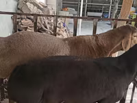 Widder, Baerchuke sheep — Foto 1