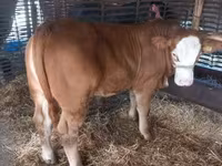 Býk, Simmental cattle — foto 2