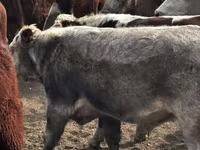 گاو نر, گاو سفیدسر قزاقستانی — عکس 4