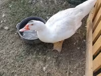 Ducks — foto 1