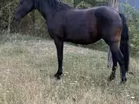 مادیان, Friesian — عکس 2