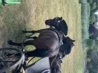 Caballo, Caballos — foto 4