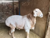 قوچ, Arashan sheep — عکس 2